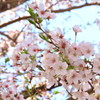 sakuRa　Ⅲ