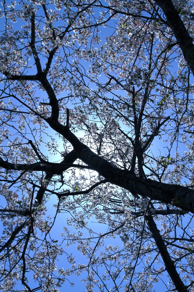 sakuRa　Ⅱ