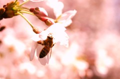 sakura 010