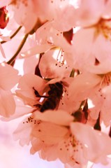 sakura 019