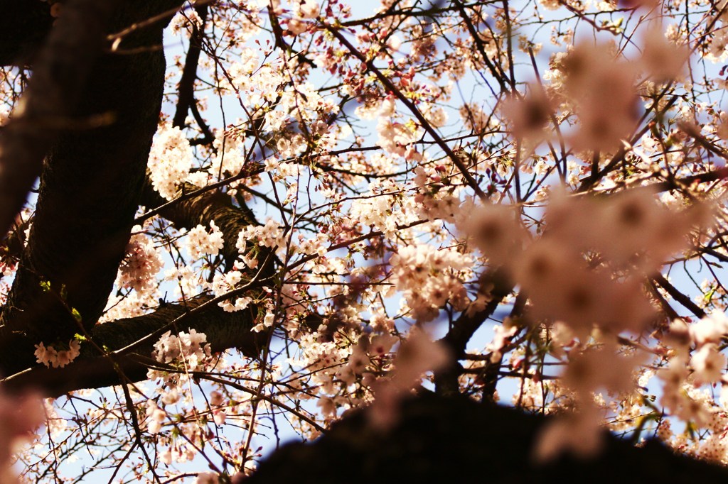 cherry　blossom