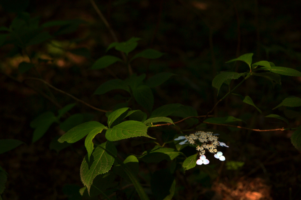 山紫陽花　２
