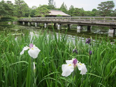 昭和記念公園散策その１３