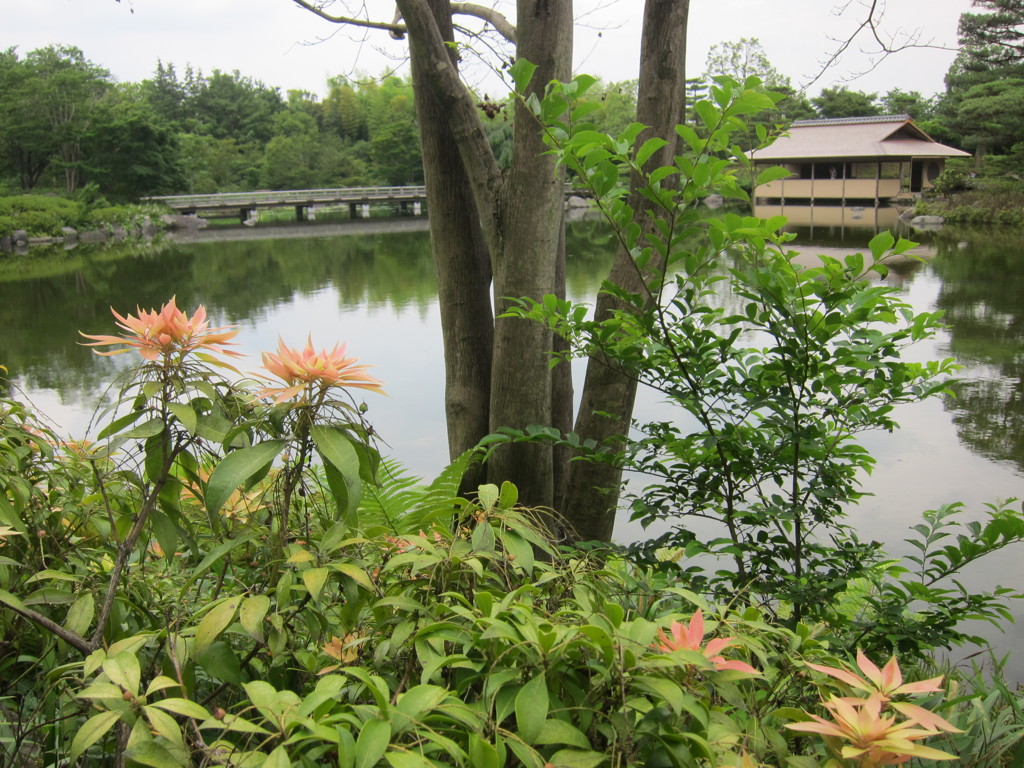 昭和記念公園散策その１１