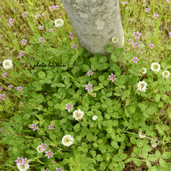 小さなお花畑