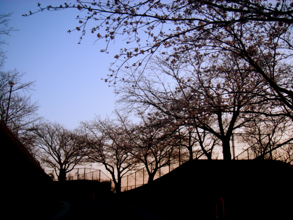 桜色の陽
