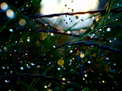 雨アトキラリⅢ