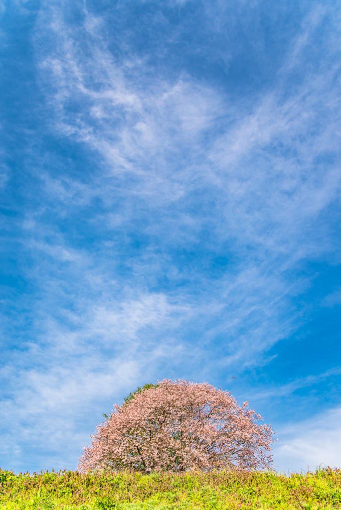 ほんの少しの正夢