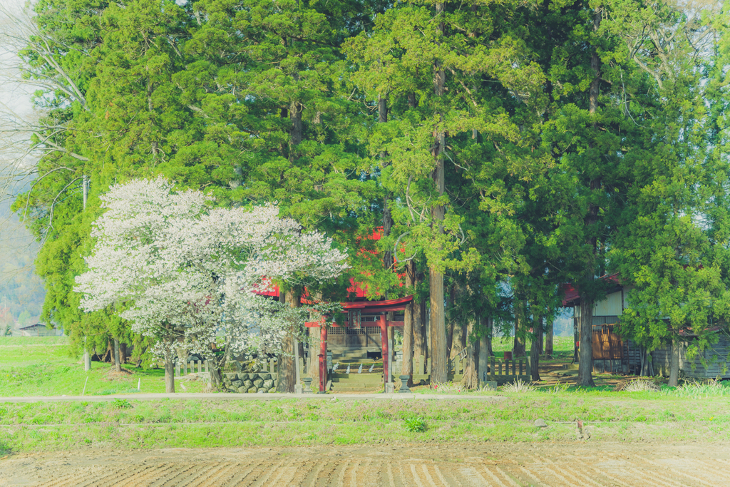 桜を添えて