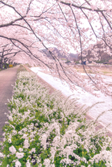 春の香り