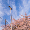 桜 空