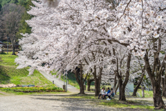 桜のころ