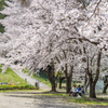 桜のころ