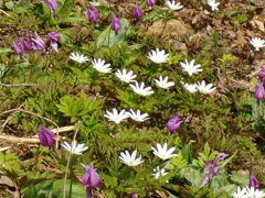 カタクリの花とアズマイチゲの大群落地