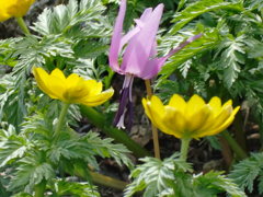 カタクリの花と福寿草