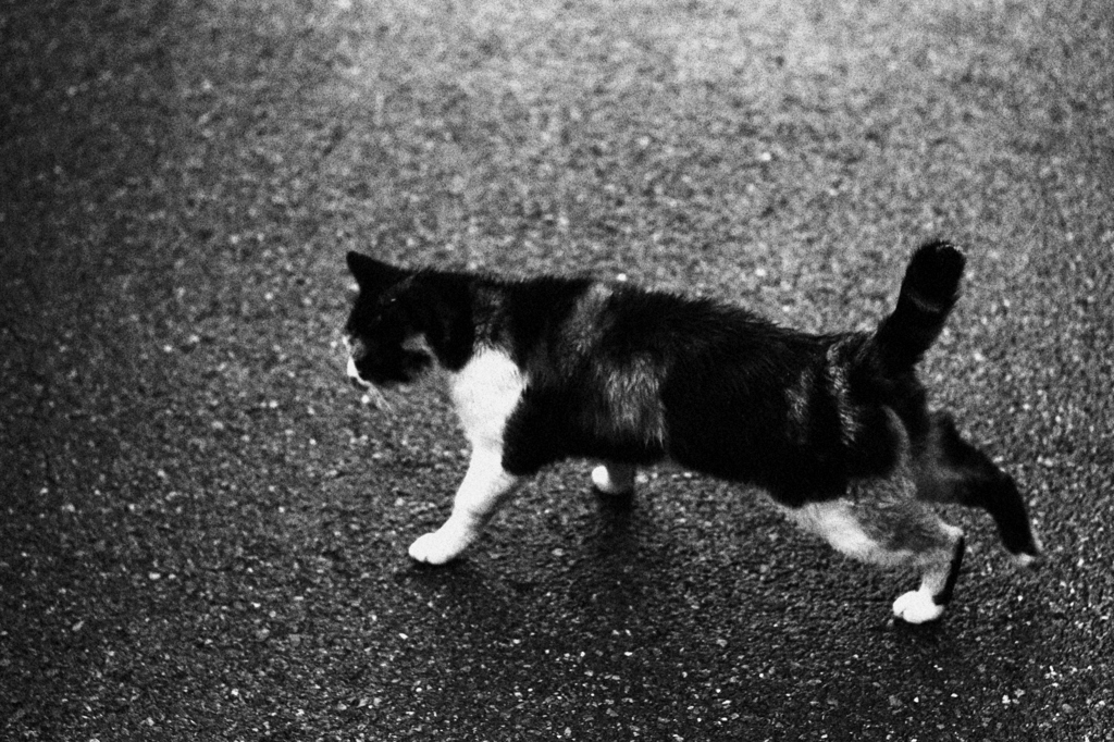 a cat
