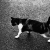 a cat