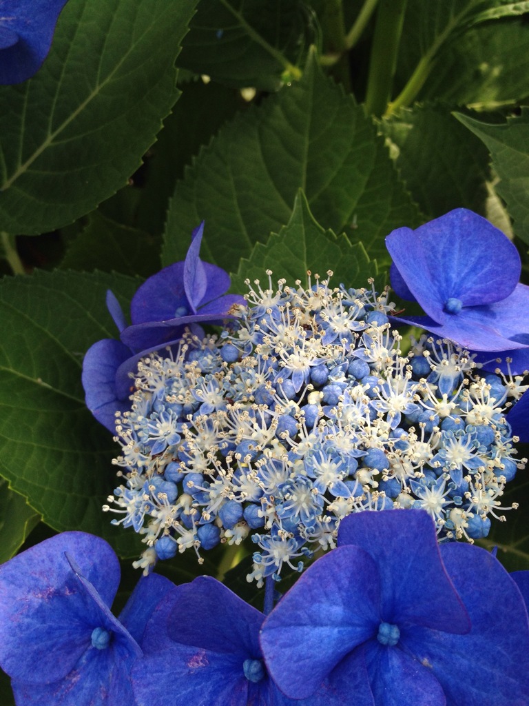 今年のベスト紫陽花