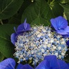今年のベスト紫陽花