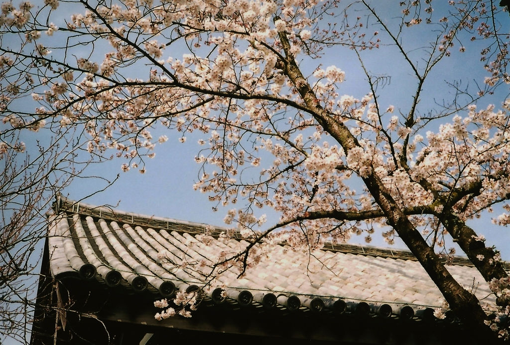 Rollei 35S 元興寺の桜