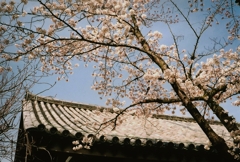 Rollei 35S 元興寺の桜