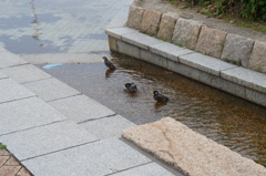 むくどりさんの水浴び