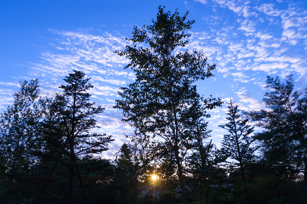 sun rise at the park