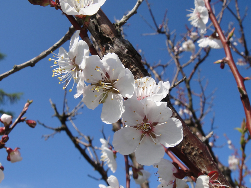 ５月中旬の桜