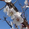 ５月中旬の桜