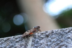 立秋の蝉