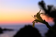 夕焼けと百合