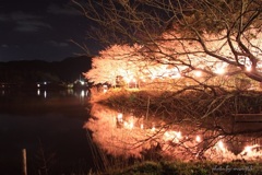 夜桜