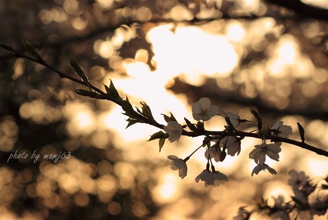 夕刻の桜