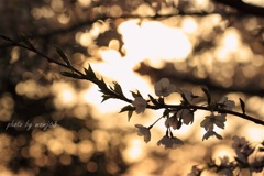 夕刻の桜