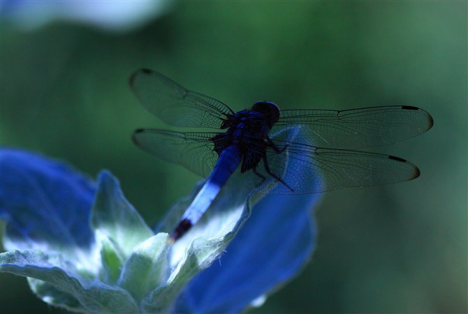シオカラトンボ