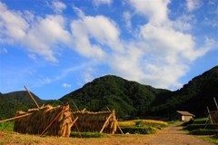 棚田の秋