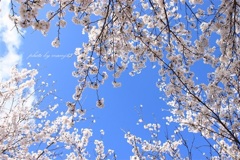 見上げる桜