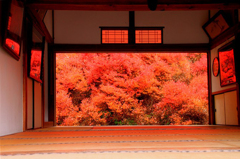 ドウダンツツジ　安国寺