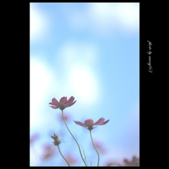 秋桜