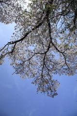 桜を見上げる