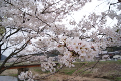 桜咲く
