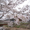 桜咲く
