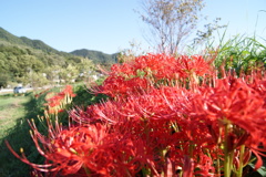 彼岸花