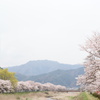 桜並木