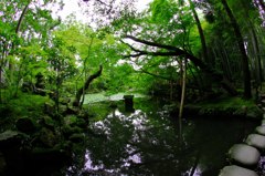 池を臨む