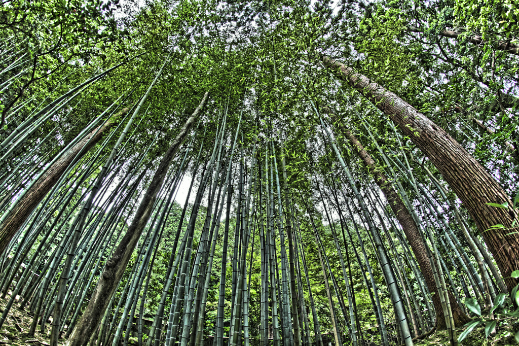 竹林