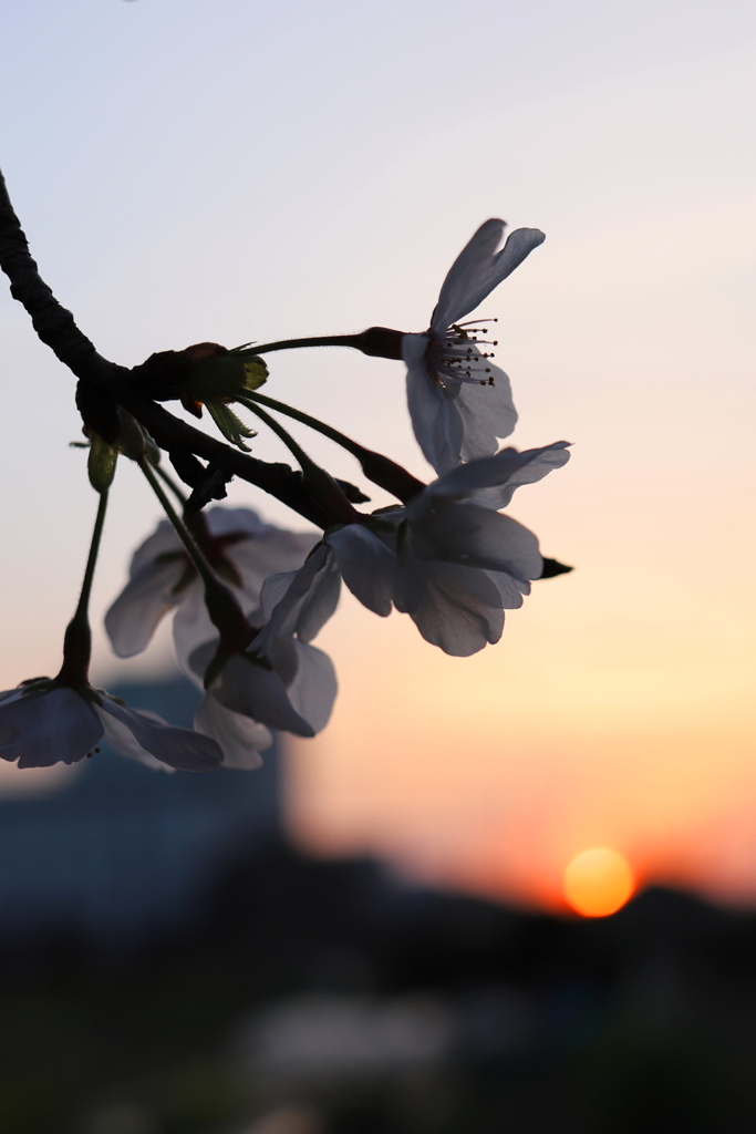 夕陽と