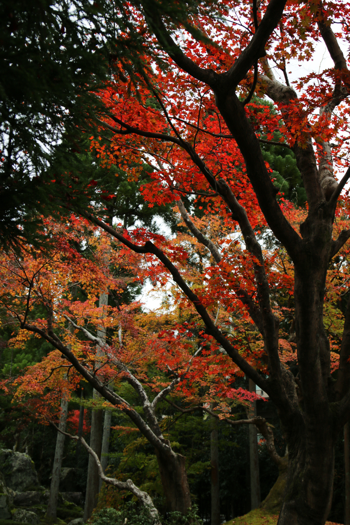 紅葉2017_1