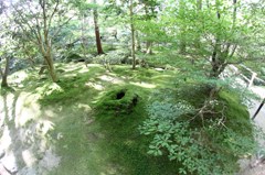 苔むす切り株