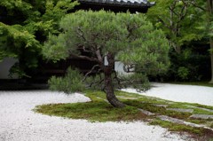 一本松